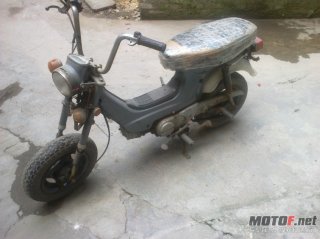 佛山500元岀售本田长颈鹿尸体