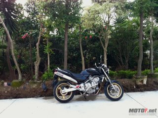 出只新净黄蜂600