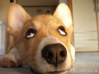 广州地区出售一台夜莺250(已售)