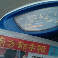 广州出售精神ZX34期绵羊仔