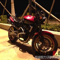 陆丰出极品黄蜂