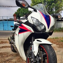 广州出只精神鹦鹉