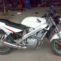 清远出大蚂蚁400