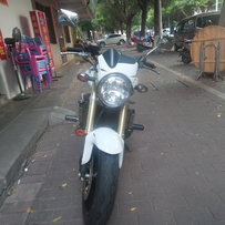 梅州出售白白净净黄蜂600