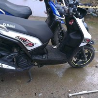 韶关市区出售08鹦鹉  11鸭子125   97鸭子100