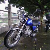 东莞厚街出铃木猪和吉雷拉500大羊