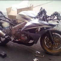 广州白云区出售CBR23尸体