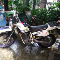 佛山出售精神大眼250