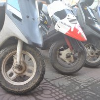 代出几部小棉羊