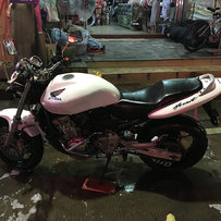 广东阳江出售黄蜂600