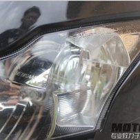 广东梅州出售精神08鹦鹉