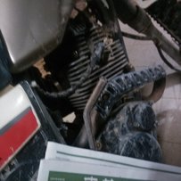 受伤出售闲置小鹿