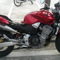 佛山出售黄狗919.